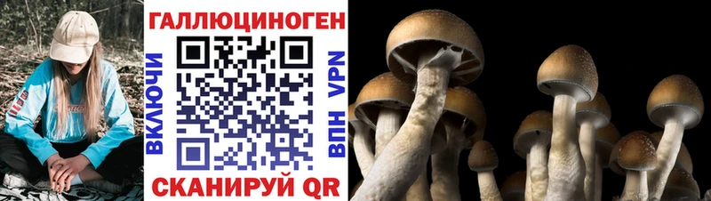 Псилоцибиновые грибы Psilocybine cubensis  Северобайкальск 