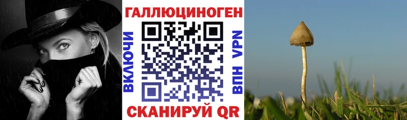 Псилоцибиновые грибы Cubensis Северобайкальск